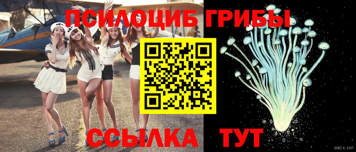 Кингисепп  как найти закладки  Вход с VPN  Псилоцибиновые грибы прущие грибы 